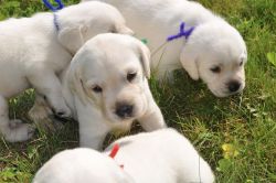 Yellow Labrador Puppies