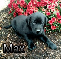 Max A purebred black lab