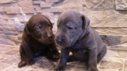 AKC Lab puppies for sale