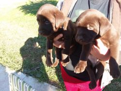 4 male and 4 female Full AKC registered chocolate lab puppies
