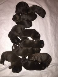 AKC Chocolate Lab X-mas Puppies for sale