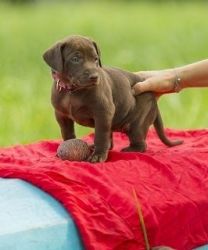 Beautiful Chocolate Labrador Retriever Puppy text (xxx) xxx-xxx7