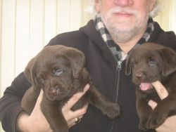 Quality Chocolate Labradors Puppies