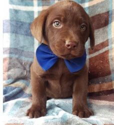 Adorable Chocolate Labrador Retriever Pups text (xxx) xxx-xxx7