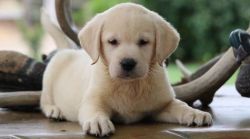 AKC English Labrador Retriever puppies available