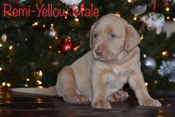 AKC Labrador Retrievers- Ready by Christmas