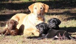 Home raised Labrador Retriever Puppies. (xxx) xxx-xxx2