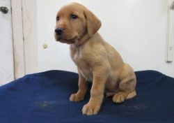Beautiful Labrador Retriever Puppies For Sale text (xxx) xxx-xxx2