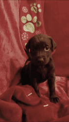 Chocolate & Black Labrador Retriever Puppies for Sale!
