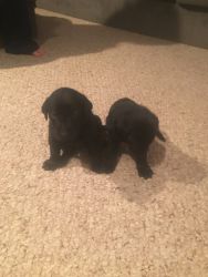 Akc black lab pups