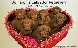 AKC Chocolate Lab Puppies Upcoming Litter, 18 Champions In Bloodlines!
