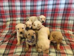 Yellow labs