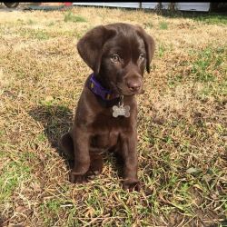 Outstanding Chocolate Lab Puppies