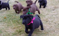 Full Breed Labrador Retriever Puppies For A Better Life