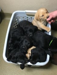 Labrador Retriever puppies CKC