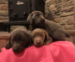 Silver and charcoal labs