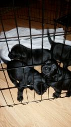 AKC black labrador puppies