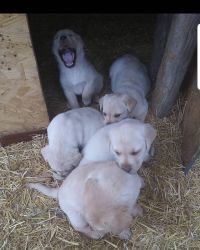 Akc Yellow labs puppies