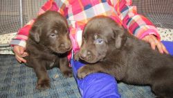 AKC Silver-factor chocolate lab puppies