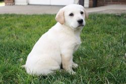 Home Raised Labrador Puppies