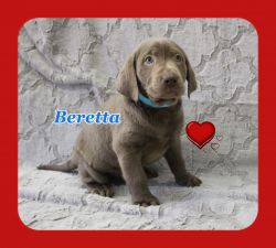 Baretta -- Silver Labrador Retriever