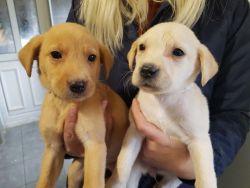 Excellent Boy&Girl Labrador puppies