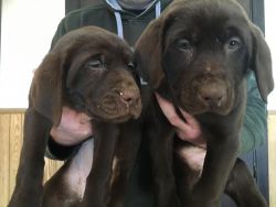 AKC Chocolate Labrador Retreiver Puppies