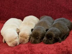 AKC Champion Bloodline Labrador Retriever Puppies, Upcoming Litter!