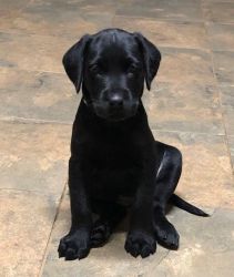 Adorable Labrador Retriever puppies For Sale