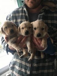 Labrador X Golden Retriever Puppies