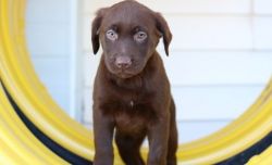 ACA Registered Brown Labrador Retriever Puppies