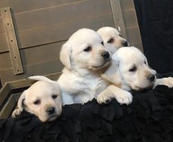 xxxxxxxxxx Beautiful AKC Labrador Retriever Puppies