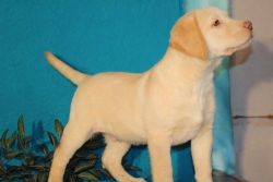 AKC Labrador Retriever Puppies For Sale