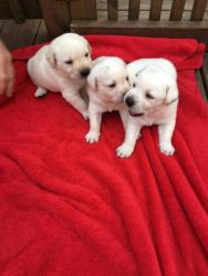 +1(4xx) xx8-0xx4 Adorable Labrador Retriever Puppies