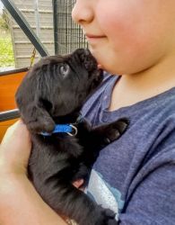Black Labrador Retriever Puppies