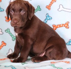 Gorgeous Labrador Retriever Puppies For Sale