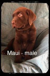 AKC Chocolate Lab Puppies! Available now!