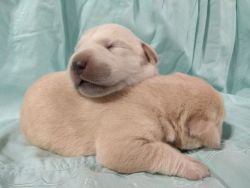 AKC Registered White/Yellow Purebred Lab Puppies