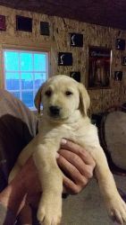 Puppies for sale in Minnesota