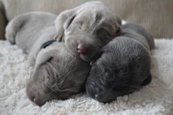 AKC Silver and Charcoal Labrador Retriever Puppies