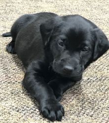 Lab puppies for sale
