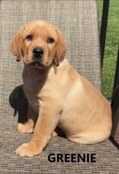 Fox Red Labrador puppies for sale