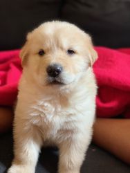 Labrador retriever -9 weeks