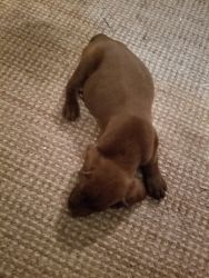 Chocolate Lab for sale
