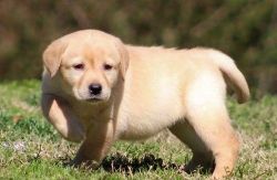 Super adorable Labrador Retriever Puppies
