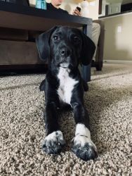 11 month old Labrador/ retriever