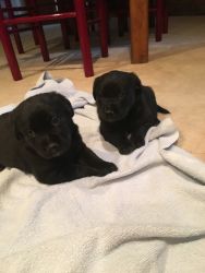 AKC registered black lab puppies