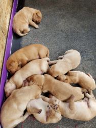 Akc registered yellow lab puppies