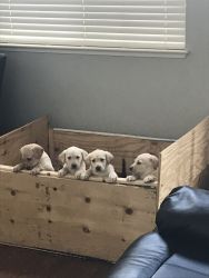 9 week puppies