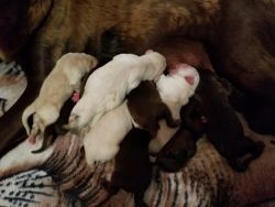 Pure Labrador Retriever puppies litter of 12. Born June 29th 2019.